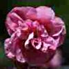 Helianthemum Annabel - Abriachan Nurseries